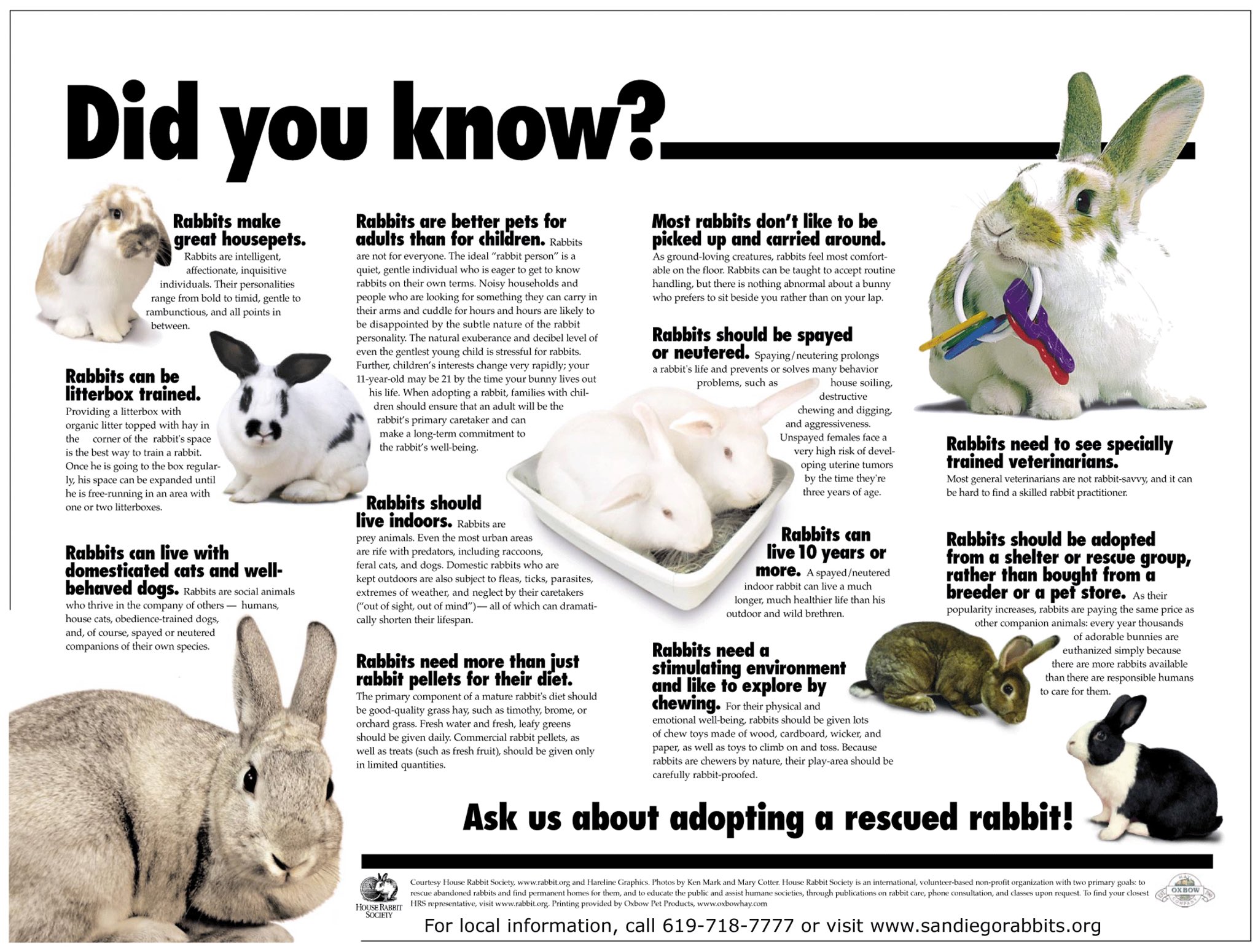 rabbit running company