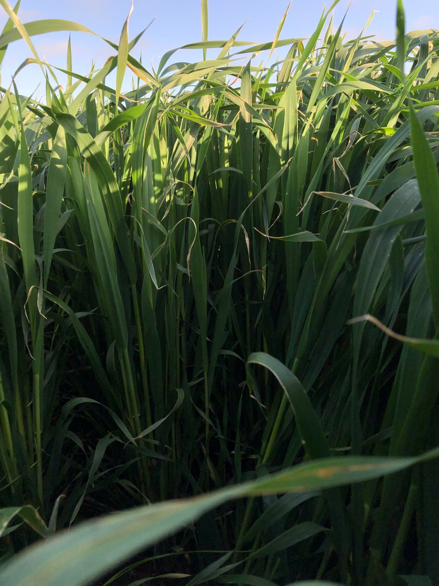 #Opera in oats looking good in Narrogin WA. ⁦<a href="/ash_fwngn/">Ashley Wilkins</a>⁩ ⁦@FNarrogin⁩ ⁦⁦<a href="/Trent_Butcher/">Trent Butcher</a>⁩ ⁦<a href="/MMcCartneyAusAg/">Murray McCartney</a>⁩ ⁦<a href="/Peakey76/">David Peake</a>⁩ ⁦@declan_sephton⁩ ⁦<a href="/BASF_Agro_Au/">BASF Agricultural Solutions Australia</a>⁩