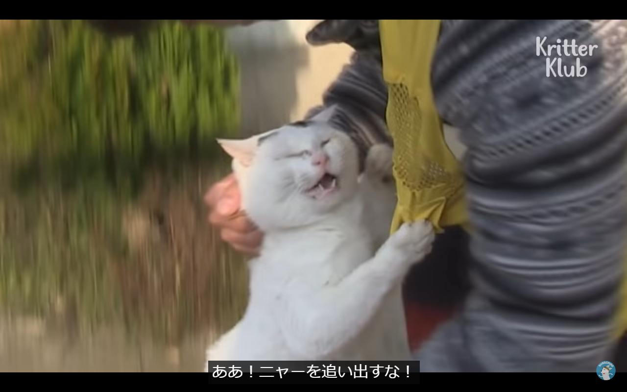 ぱらどっと 紅楼夢た13a ああ ニャーを追い出すな の元動画見つけた T Co Mp9kp4okh4 T Co Mqcrkinrh1 Twitter ぱらどっと 紅楼夢た13a ああ ニャーを追い出すな の元動画見つけた T Co Mp9kp4okh4 T Co Mqcrkinrh1 Twitter