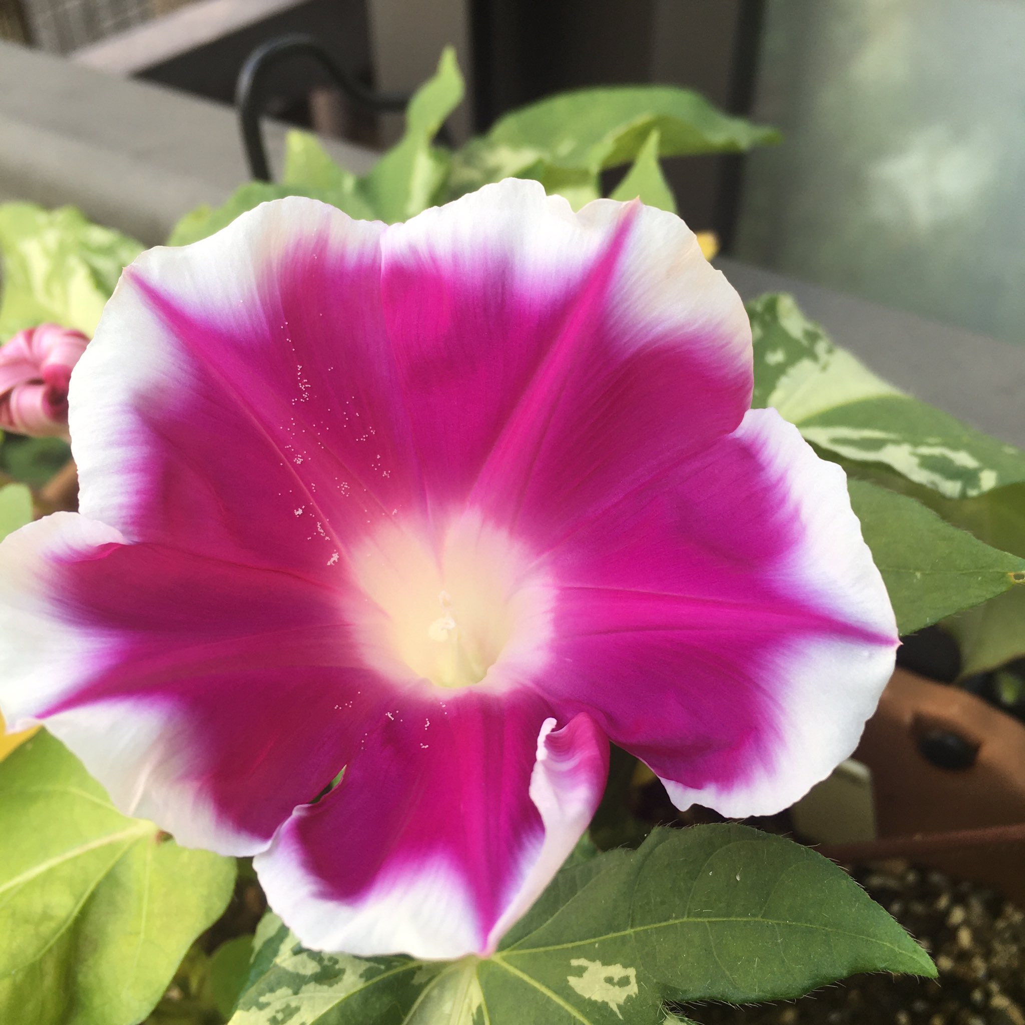 たいやき ダイソーで買った種 ミニ朝顔 今日は2色咲きました ミニと言っても花径は9cmもあります ツルが伸びないタイプなので支柱は要りません 寄せ植えや壁に掛けたり出来ます 朝顔 アサガオ