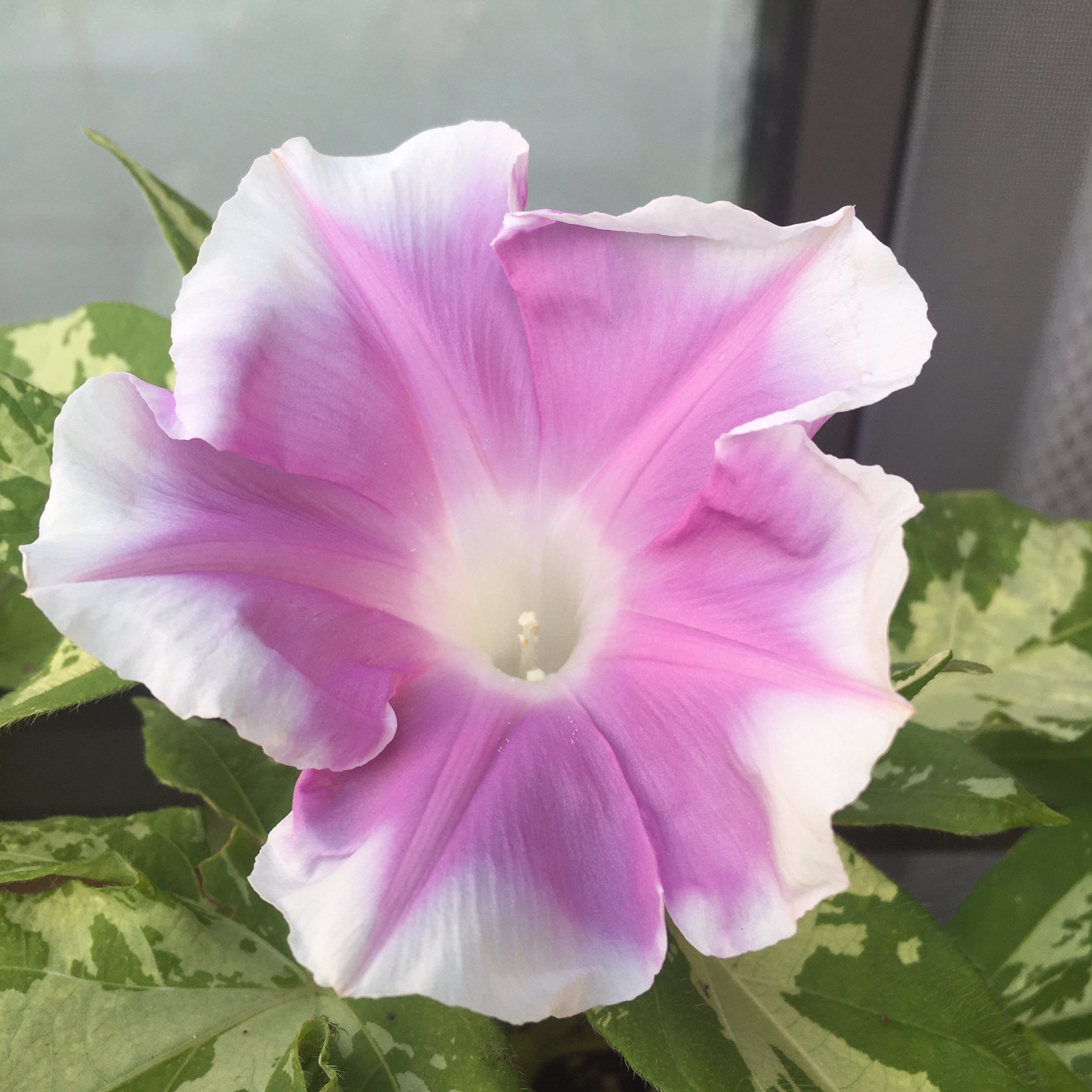 たいやき ダイソーで買った種 ミニ朝顔 今日は2色咲きました ミニと言っても花径は9cmもあります ツルが伸びないタイプなので支柱は要りません 寄せ植えや壁に掛けたり出来ます 朝顔 アサガオ