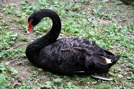 The lyrics, choreography, and meaning of BTS’ song comes from the concept of the Black Swan. This term comes from the Western belief that all swans are white; one that had been disproven when Dutch explorer Willem de Vlamingh discovered black swans in Australia in 1697.