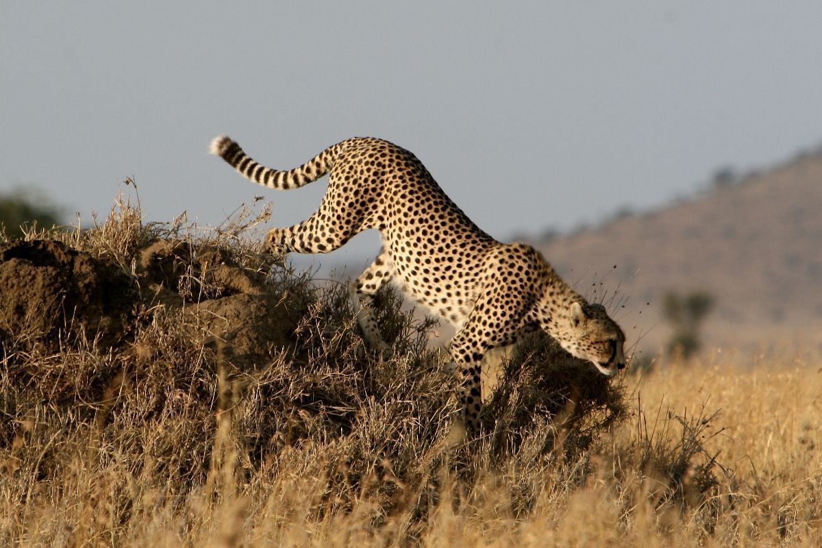 SimbaLodge's tweet image. Checking In! - mailchi.mp/62367f850537/c…