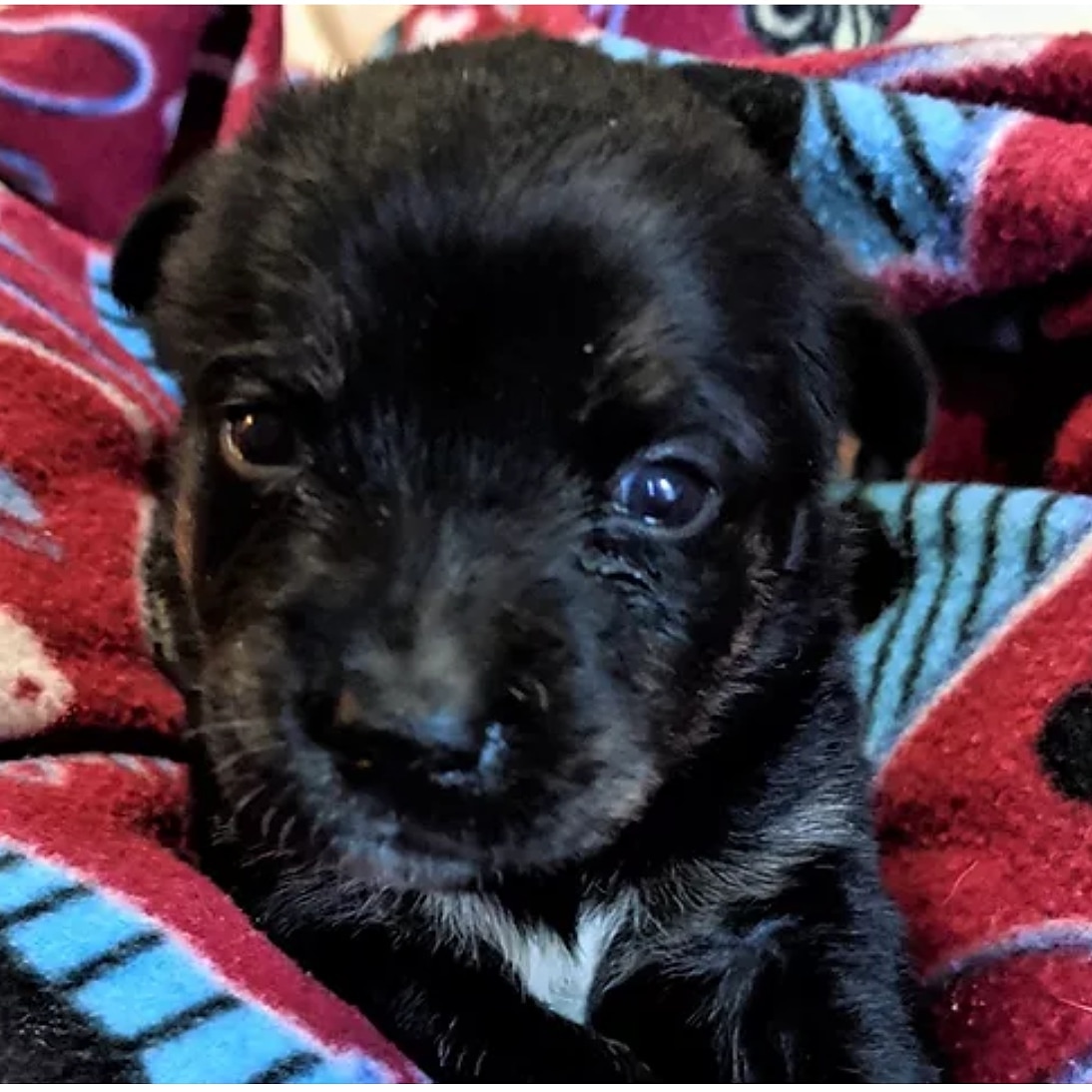 Can A Puppy Go Home At 6 Weeks