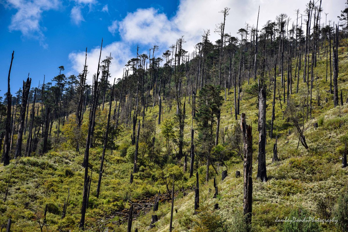JambeyDondu's tweet photo. #AssetsOfTawang
When your eyes catches everything wooden.
#nature #NaturePhotography #Silverfir #trees #wildlife @PemaKhanduBJP https://t.co/ADhOzFfy8Q