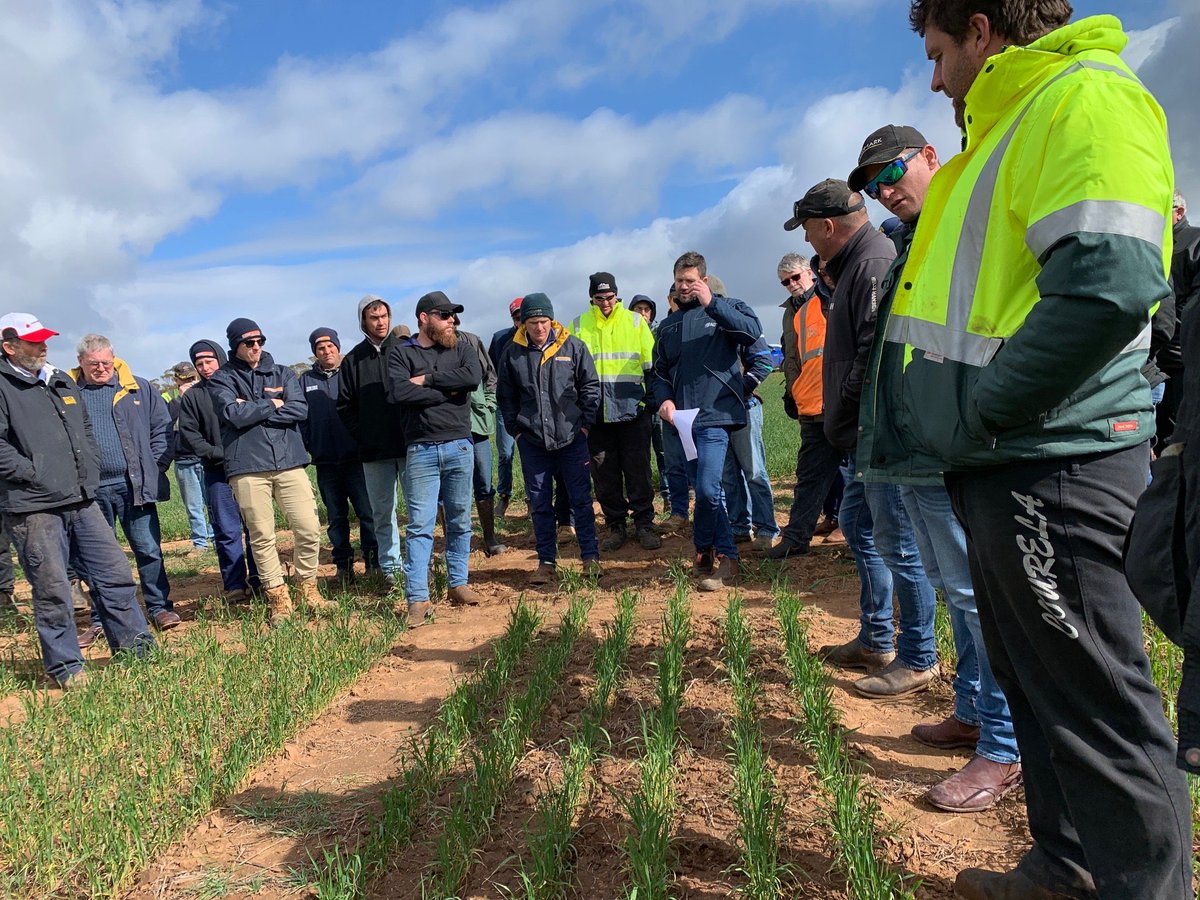 BFIG Annual Crop Walk next Thursday the 13th. Kicking off at 8.30am at the #BucklebooClub. Always worth a look so see you there! #RT’s appreciated #EPAg
<a href="/AgCactus/">Tristan Baldock</a> <a href="/DoozieZibell/">Brett Zibell</a> <a href="/PJScoff/">Paul Schaefer</a> <a href="/tolafarms/">Andrew Baldock</a> <a href="/leighjfitz/">Leigh Fitzgerald</a> <a href="/CliffTrevor/">Trevor Cliff</a> <a href="/Shipy86/">Shipy</a> <a href="/ymandiesel/">Symon Allen</a>