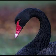 Jin: Black Swan- National treasure- Too beautiful to look at directly- Protects younger ones by squawking loudly