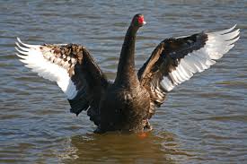 Jin: Black Swan- National treasure- Too beautiful to look at directly- Protects younger ones by squawking loudly