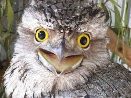 Yoongi: Tawny Frogmouth- Pretends to be natural features like rocks or trees- Beautiful smile- Judging you