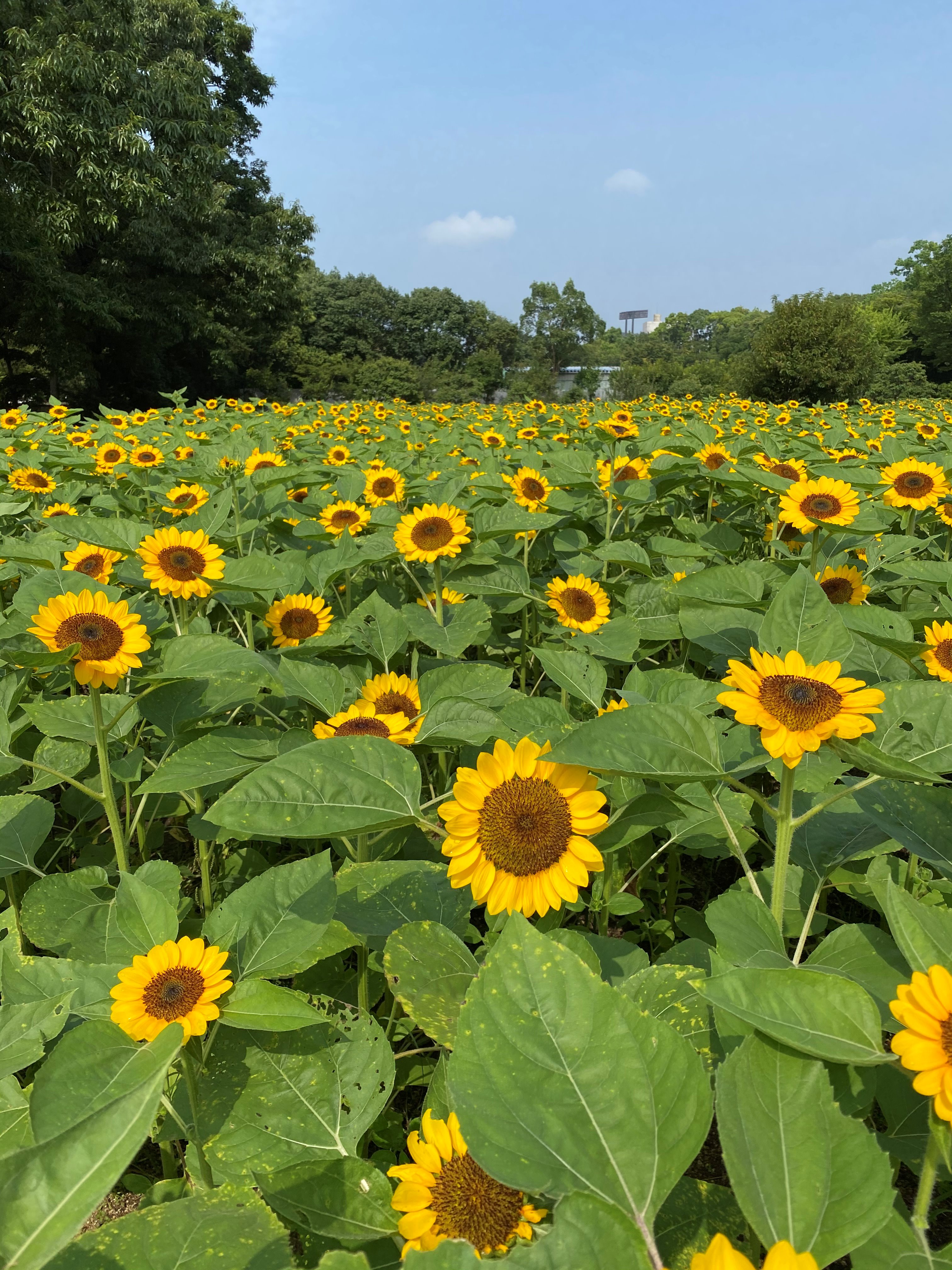 長居植物園 長居ひまわりレポ 年8月5日 本日の ひまわり 畑です 一万株のひまわりの一番花が満開です 毎日かわるひまわりの開花情報をsnsにてご紹介しております ぜひチェックしてみてくださいね 長居植物園 T Co Kclq7a5xcd