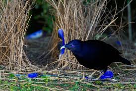 Hobi: Satin Bowerbird- Fond of bright colours- Fastidious about home decor- Renowned dancers