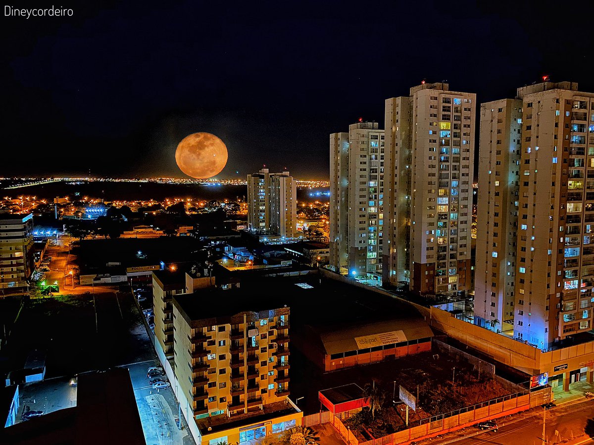 Diney19Spotter's tweet image. #appleiphone11promax #promoiphone #meucerradobrasileiro #flores #faunabrasileira #faunaeflora #faunasilvestre #canont5i #canonsx60hs #diney19 #diney19spotters #shotoniphone #brasilia #brasil @apple #nosqueamamosogama