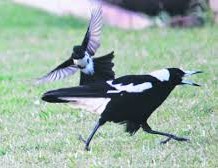 Jimin: Willie Wagtail- Small body, Big Energy- Very nimble- Will tell larger birds what to do