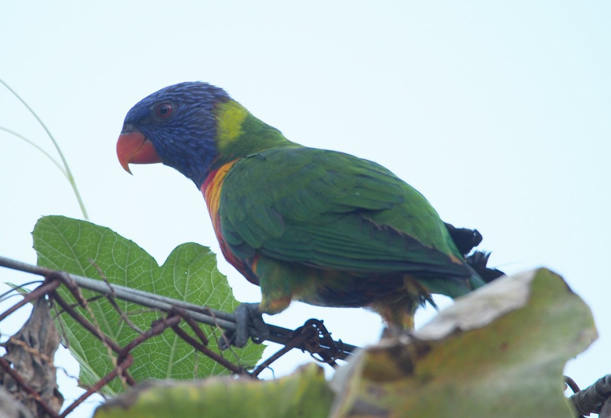Overall group dynamic: Rainbow lorikeets- Friendly, playful, noisy- Overwhelming in large numbers- A Delight