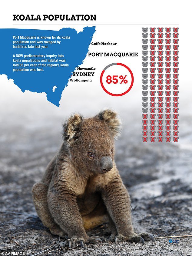 🆘🐨 #savethekoalas from extinction: support the #koalaprotectionact. 

🆘🐨 more ways to help @savethekoala  ➡️ savethekoala.com/about-koalas/h…
