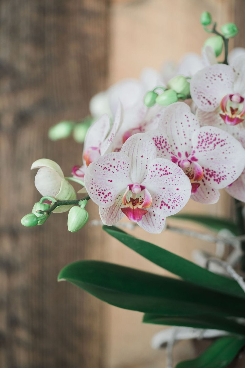 WAVE ORCHIDS | We verwelkomen een nieuw soort in onze Wave collectie, namelijk de Wave White Special. Een spetterend zomers soort met een frisse roze tint. Vanaf nu verkrijgbaar! floraxchange.nl/Account/Kweker…