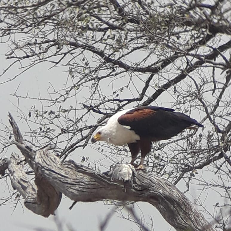 #picoftheday enjoy the #Wednessdaynature people.

Soon we will #travelagain

Contact us
076 6141 202
tightropemarketing1@gmail.com

#travel#instatravel#travelgram#tourist#tourism#vacation#traveling
#travelblogger#wanderlust#ilovetravel#instavacation#traveldeeper
#getaway