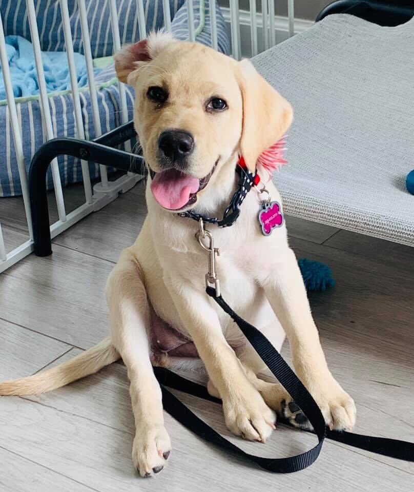 ccicadreamin's tweet photo. It’s Tongue  out Tues here at dogfest Laoc 2020! Post your pix to fbpage:                        dogfest LAOC- virtual https://t.co/nb4LQtuwTW