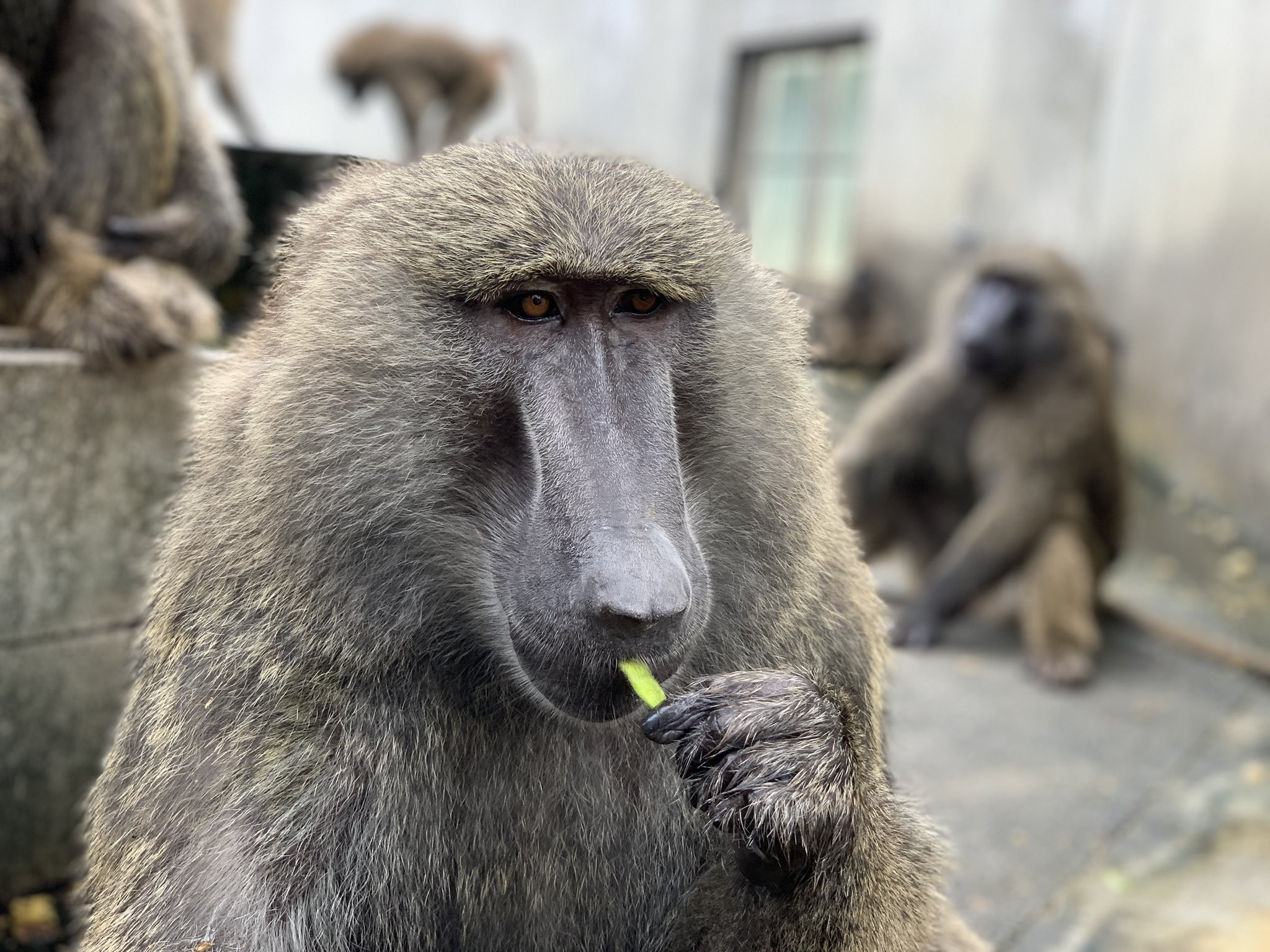 Twitter 上的 日本モンキーセンター 公式 日本イチ枝豆が似合うヒヒ ナッシュ と世界イチトマトが似合うヒヒ ヤッタ 荒木 アヌビスヒヒ ご支猿 T Co W6fxg70iq1 Twitter