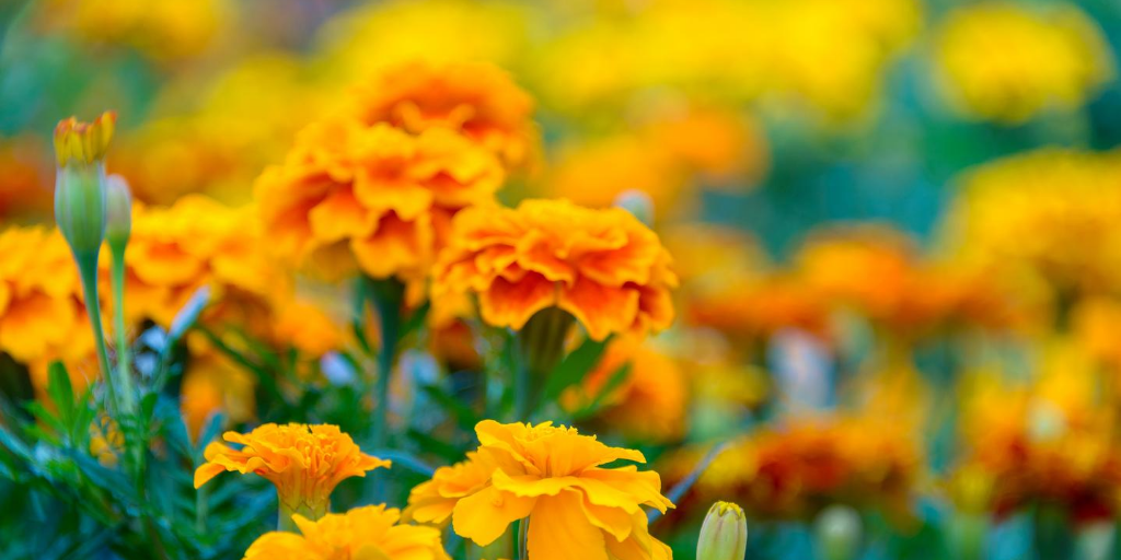 HOECoopfunerals's tweet photo. In #Mexico, marigolds are a symbol of mourning. These colourful flowers are left on graves during Dia de los Muertos (Day of the Dead) – a festival of remembrance held every year on 2 November.
#marigolds #remembrance #diadelosmuertos #dayofthedead #funeralcustoms https://t.co/9s6Db8cP2p