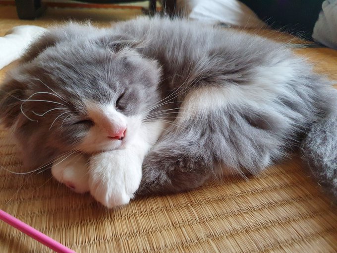 料理妨害排尿失敗罪深猫 