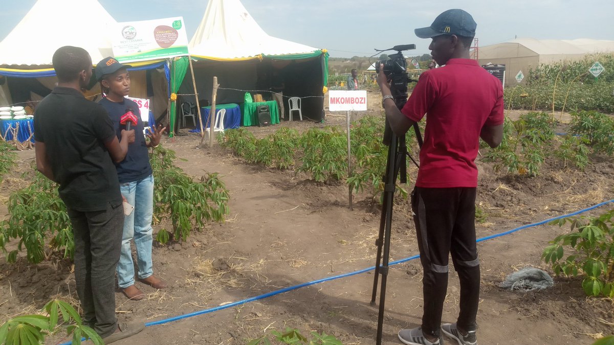 Is it possible to diagnose #pest and #diseases by phone? Yes, how? via #plantvillage Nuru. Oooh! Let us air this App for the benefit of cassava farmers and seed producers to manage the diseases. Neema Mbilinyi of <a href="/IITA_CGIAR/">IITA</a>  demonstrating how the App works Nanenane Simiyu 2020.