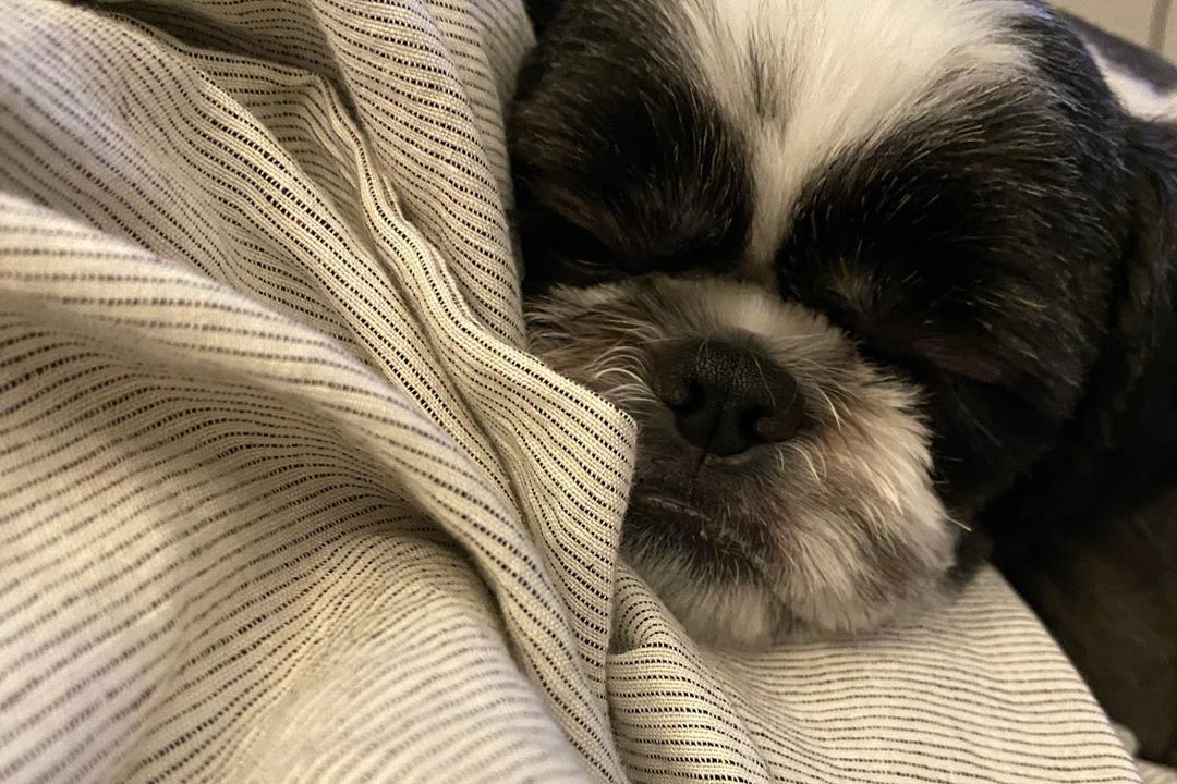 MoonSuinnPH's tweet photo. [200805] @suinn92 instagram update

Caption:  The gown, blanket, and cookies are pretty, right? #stoly https://t.co/UylzVZ73nZ