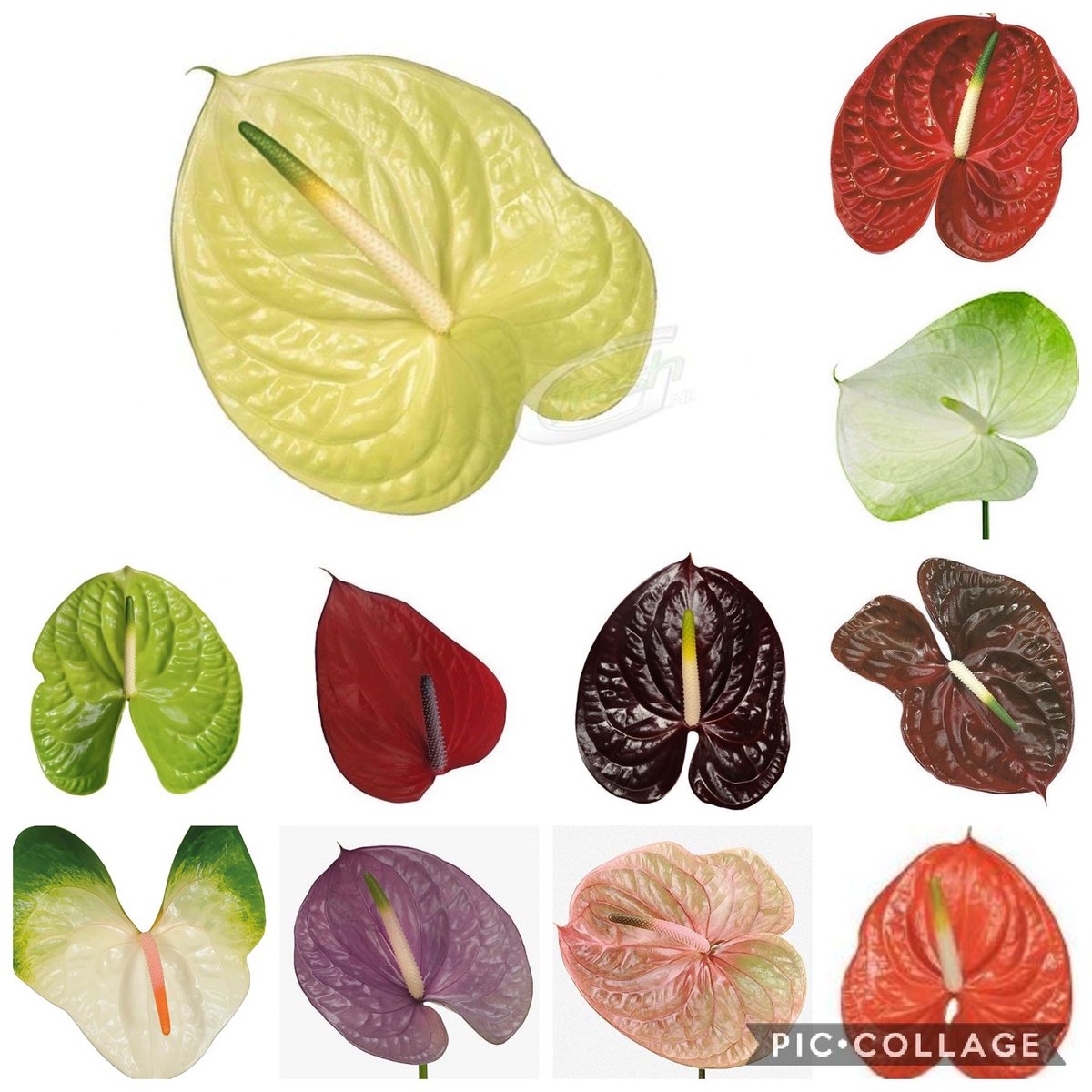 VanEdinburgh's tweet photo. Good morning all 😁

Large varieties of Anthuriums just in. Get in touch these are going @ great prices!!!!!!!!!.
#edinburgh
#JVCC
#Anthuriums 
#Greatprices https://t.co/RJpTHPn0he