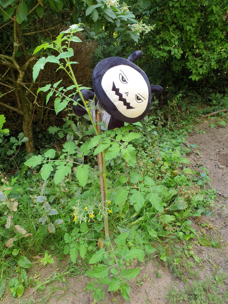 Nico_Horn_EPPO's tweet photo. For hobby growers Plant Health is also important, Beasty and its fellow pests are everywhere https://t.co/HyFRE0E0sa