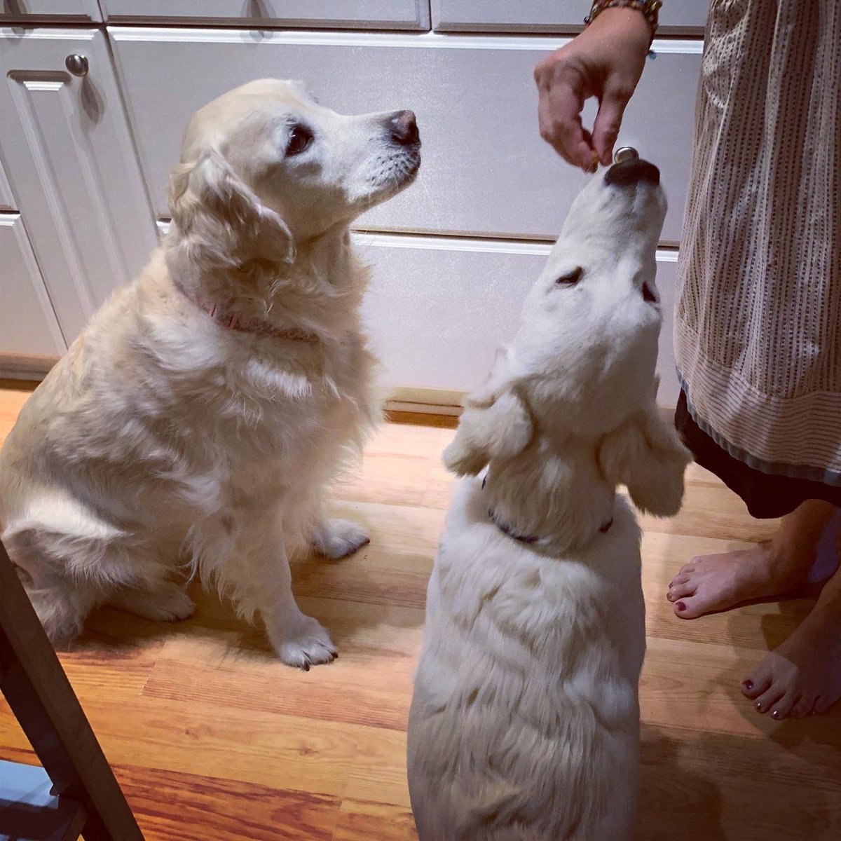 caringfurpets's tweet photo. Golden baby 1, Golden baby 2 🐾💕🐾🐶🥰.  So proud of their training progress #lovedogs #doglover #petsitting #dogwalking #rescuedog #doglife #allfurpets #doggenuis #thepetexperts #doglove #iSpeakdog #love #dogslivesmatter #dogtraining #doggo #dogenrichment
 #goldenretriever https://t.co/Mdb8v1CoDA