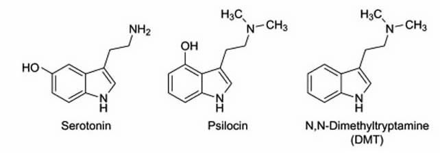 DMT looks a lot like the neurotransmitter serotonin and other tryptamine  #psychedelics like psilocin. If you want to learn more about these compounds and how they affect the brain, check out this article I wrote a few years ago: http://sitn.hms.harvard.edu/flash/2015/worth-the-trip-psychedelics-as-an-emerging-tool-for-psychotherapy/4/