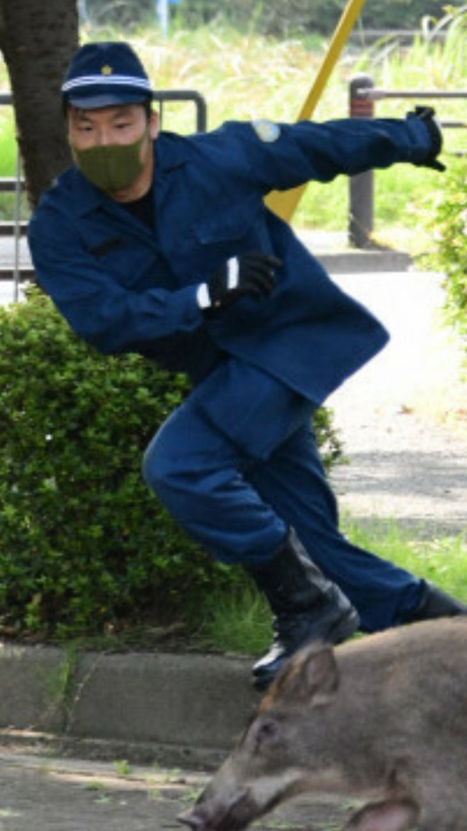 福岡の大濠公園でイノシシ Vs 警察の大捕物が展開 写真が良すぎる と評判に Togetter