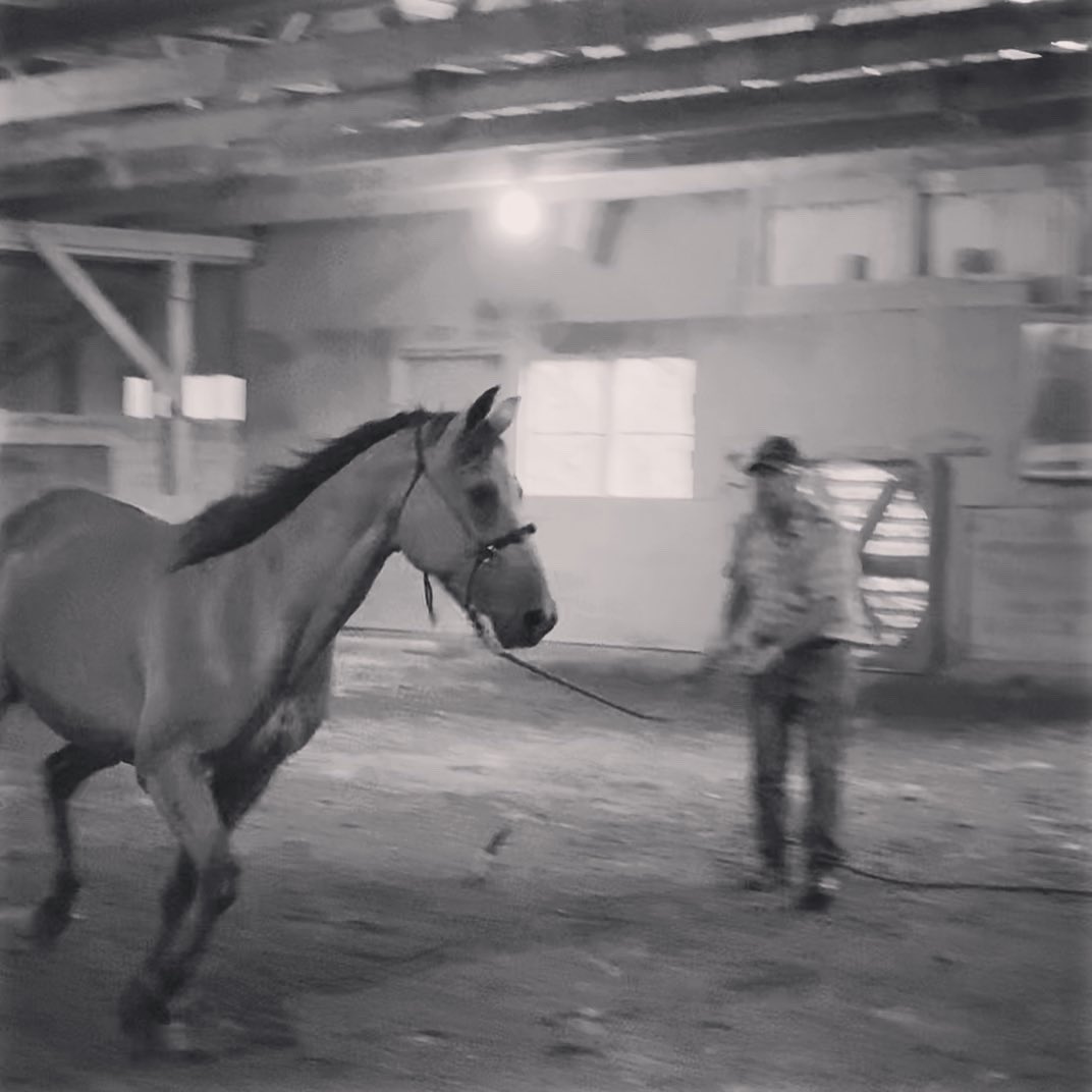bethmiller0509's tweet photo. Damn, I love this horse! Thank you, Dan, for helping me learn so much about horsemanship! @droser_horseman https://t.co/Hqgh7hVg7P