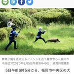 警察官がイノシシを追いかける写真がまるで、マンガのよう!