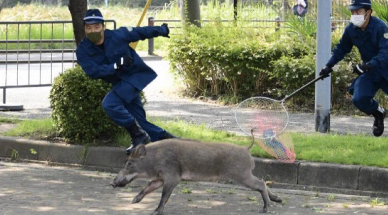 警察官がイノシシを追いかける写真がまるで、マンガのよう！！
