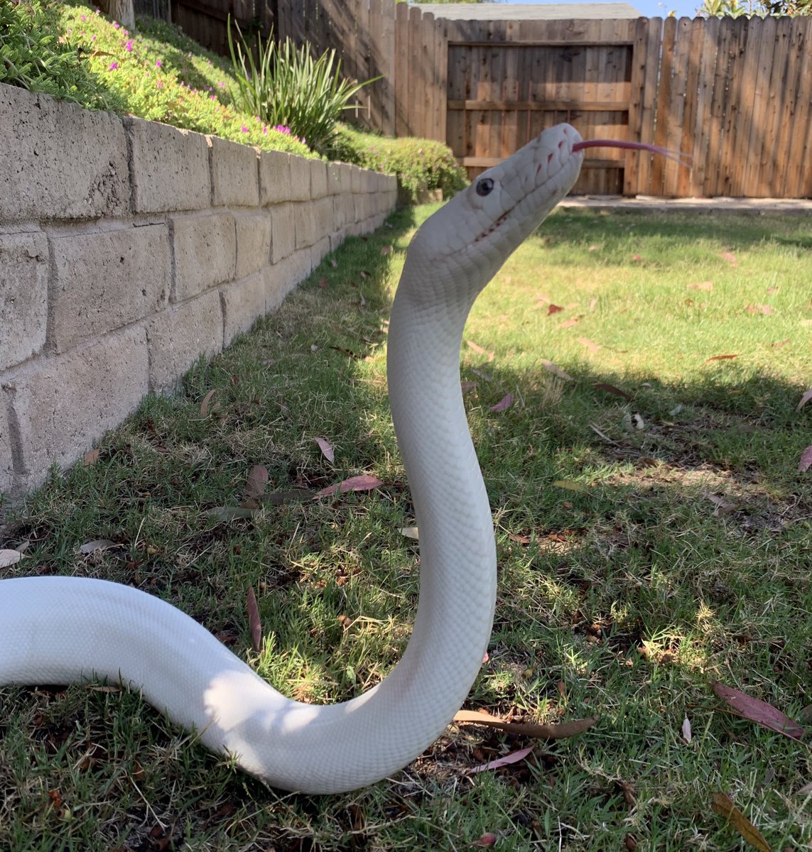 Josh Ruffell tweet media