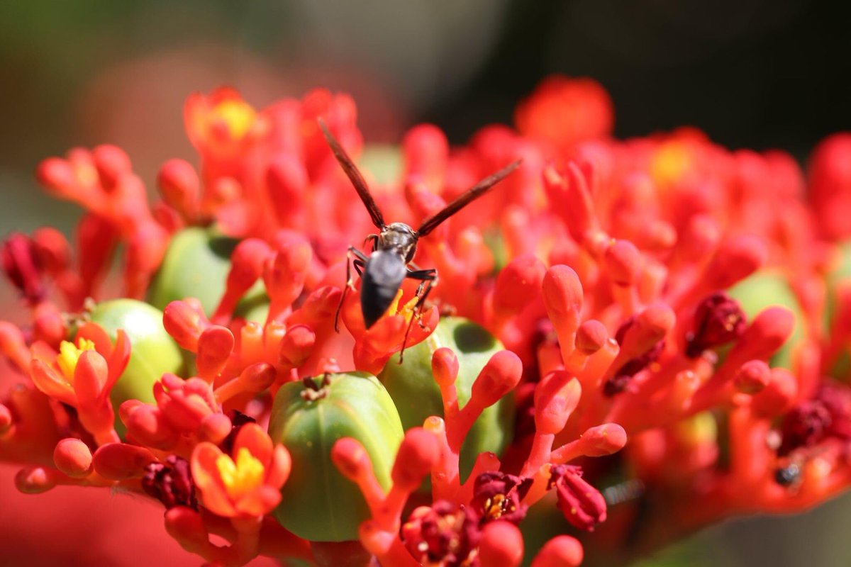 Ruberg  Gerrie tweet media