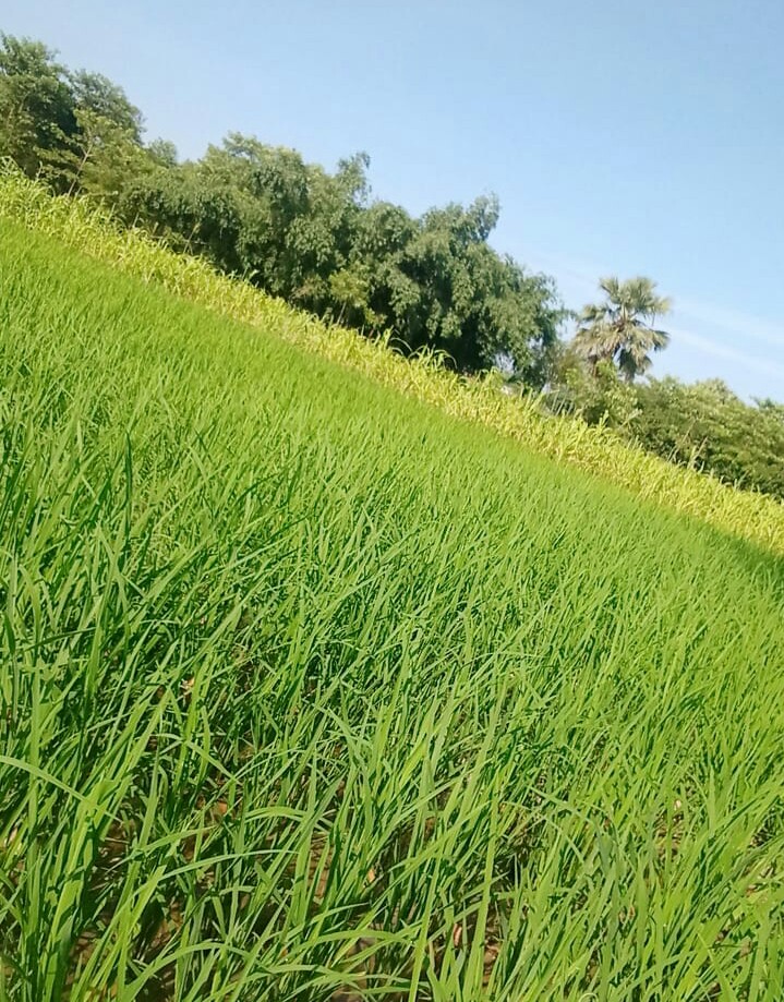 SRunnisaidpur's tweet photo. 💝सुप्रभात रुन्नीसैदपुर 💝
 तस्वीर- बलुआ पंचायत से 

साभार-   Sanjeev Yadav https://t.co/zDwdVIigio