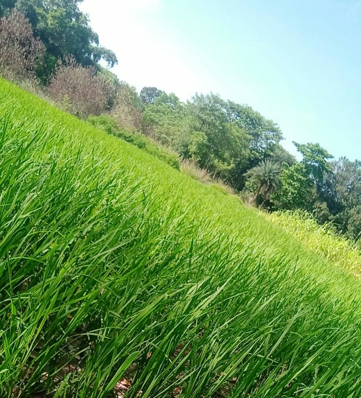 SRunnisaidpur's tweet photo. 💝सुप्रभात रुन्नीसैदपुर 💝
 तस्वीर- बलुआ पंचायत से 

साभार-   Sanjeev Yadav https://t.co/zDwdVIigio