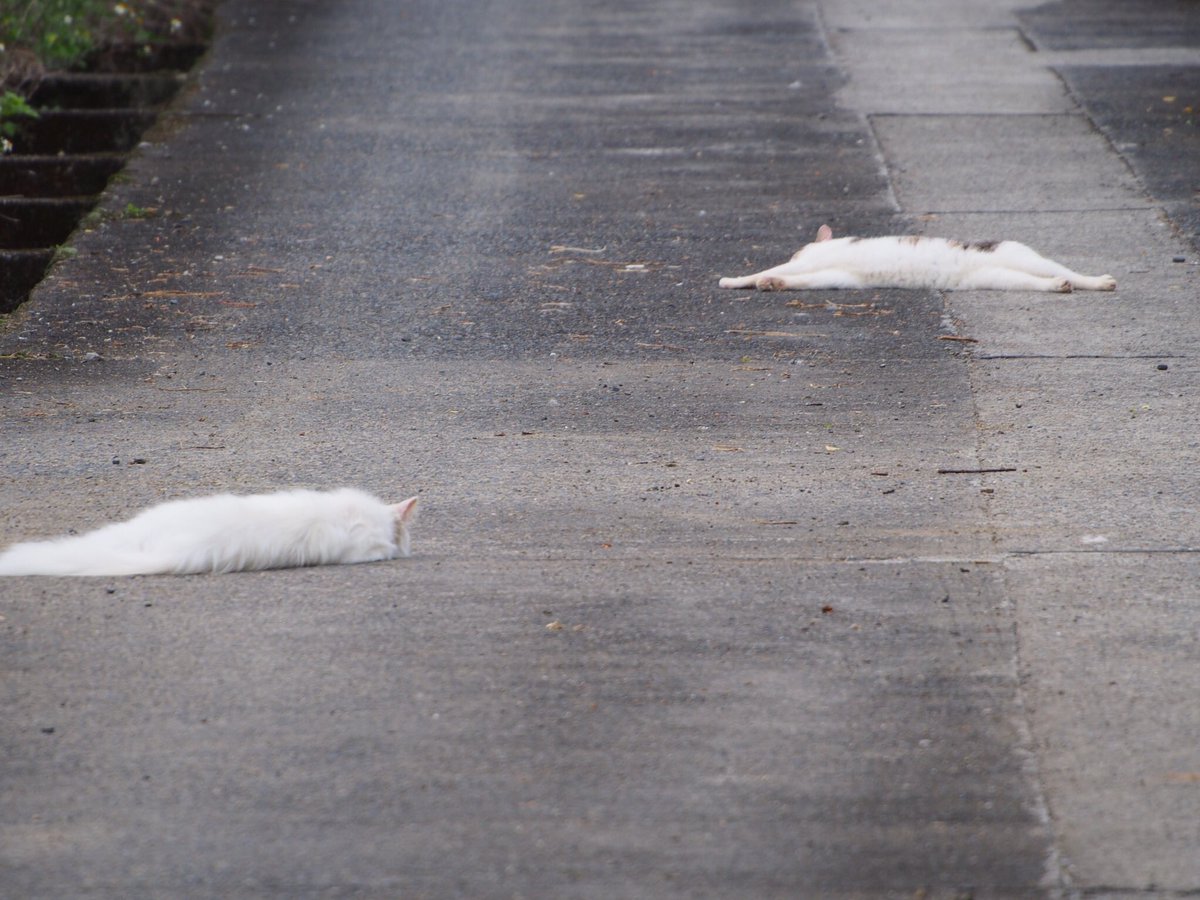 溶けてしまった猫 溶け残った雪かと思いきや液状化した猫さんだった画像 暑いよな Togetter