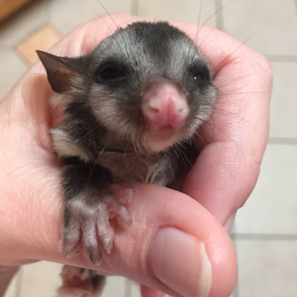 PipMcFluff's tweet photo. Sleep deprivation ain’t so bad when this little face greets you at all hours for feeding 🤗🍼
#AustralianWildlife #SquirrelGlider #GloriousGliders
#Marsupials #WildlifeRescue https://t.co/0vi2uj76oH