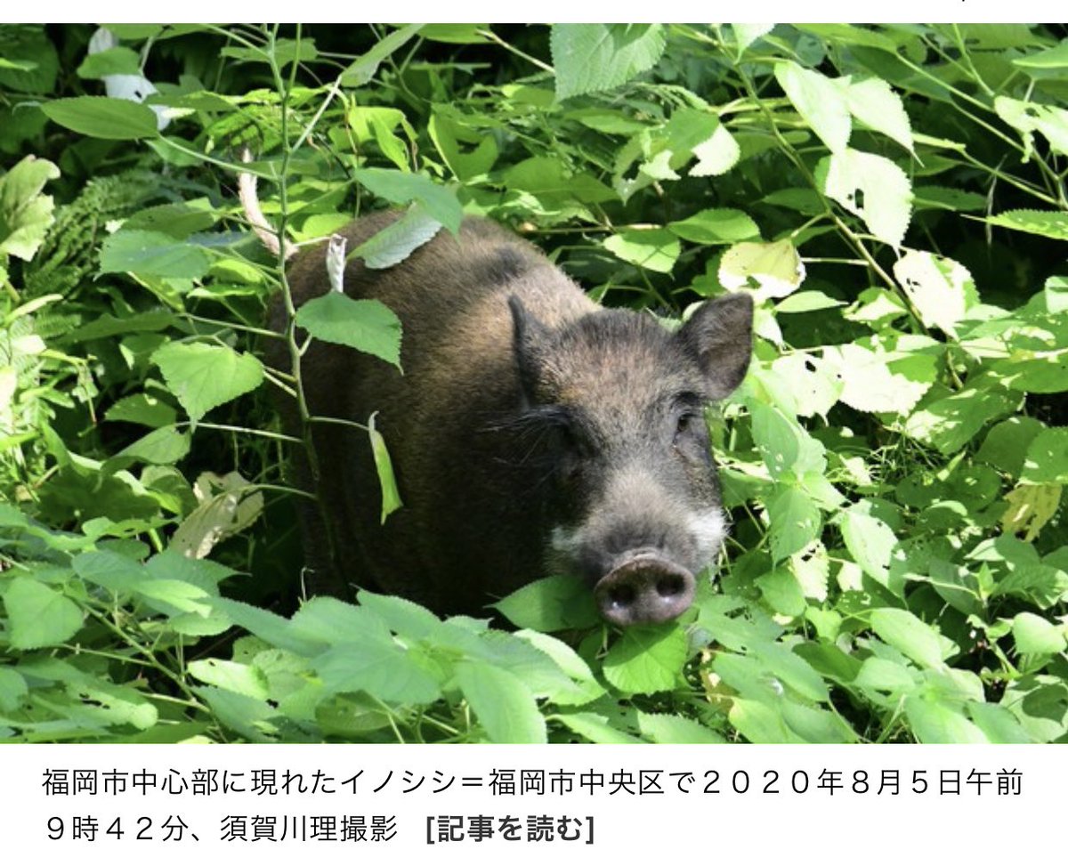 福岡 大濠公園にイノシシが出たニュース 写真が良すぎて中身が入ってこない この躍動感 新聞でカメラマンの名前確認したの初めて Togetter