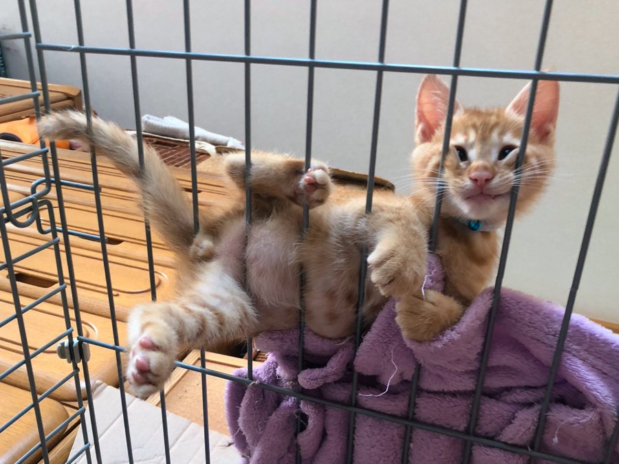 あまりにもオバカワ な猫さんに癒される人続出 あの部分に注目集まる ガジェット通信 Getnews