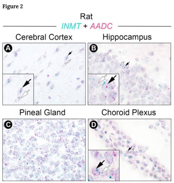 In rat tissue, they are able to look for where both INMT and AADC are expressed. These are candidate cells where DMT could be synthesized. They find INMT + AADC co-localized in neurons in four places: visual cortex, hippocampus, pineal gland, and choroid plexus. 8/