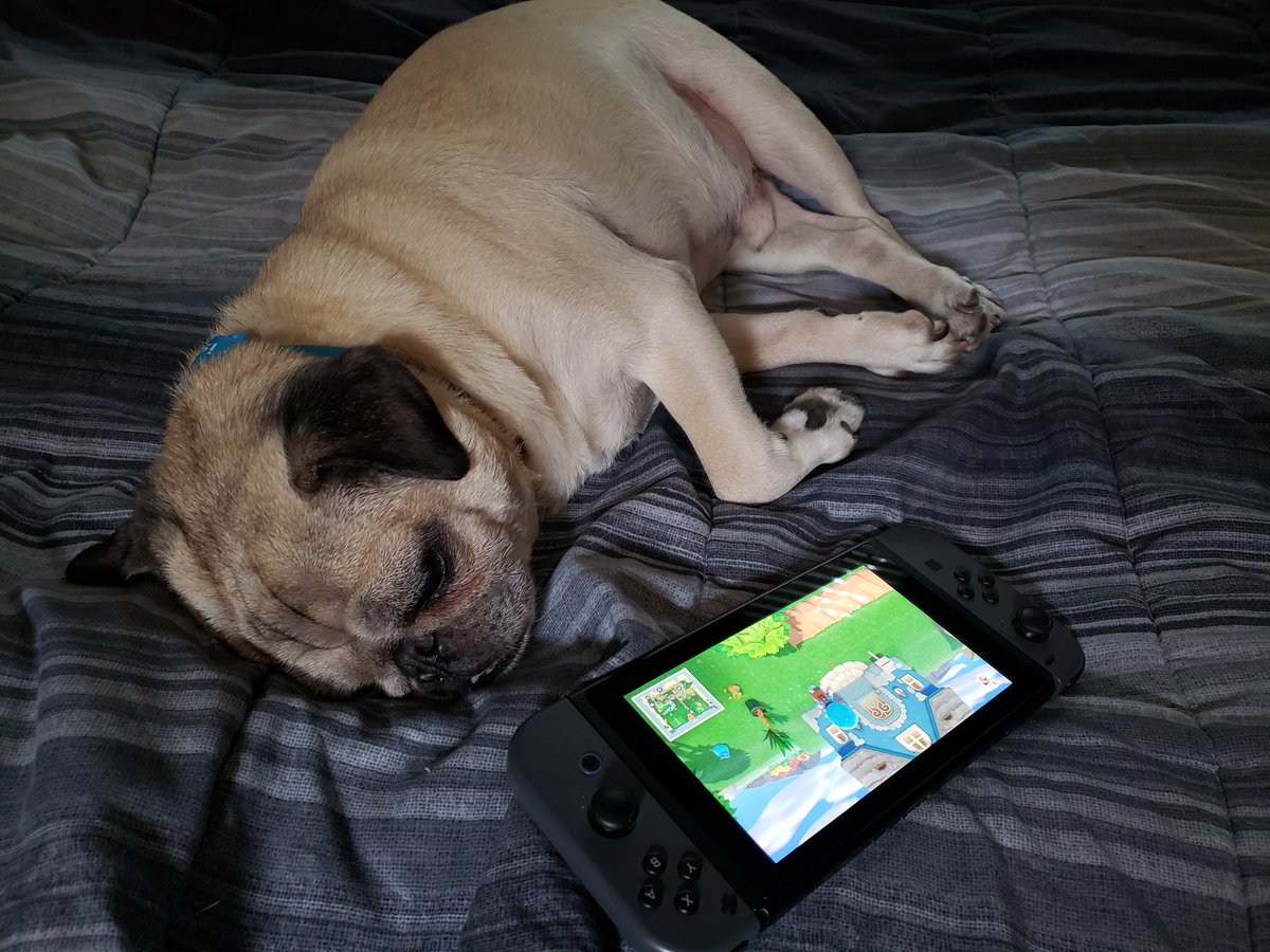 I know it's standard procedure to ask for cute pics to distract from getting harassed in your mentions. Instead here's a pic of my own pup, who played way too much Animal Crossing and needs a nap now: