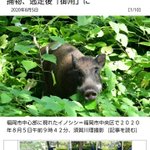 猪が逃走!決死の捕獲劇を撮影したカメラマンが凄くて気になる!？