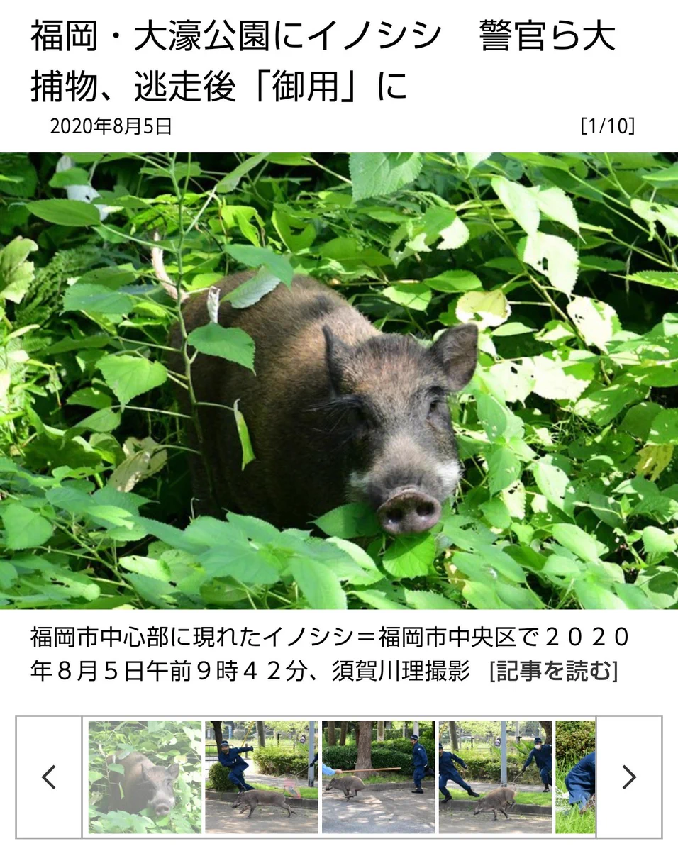 猪が逃走！決死の捕獲劇を撮影したカメラマンが凄くて気になる!？