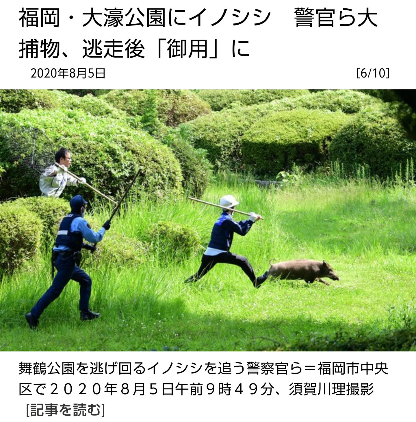 猪が逃走！決死の捕獲劇を撮影したカメラマンが凄くて気になる!？