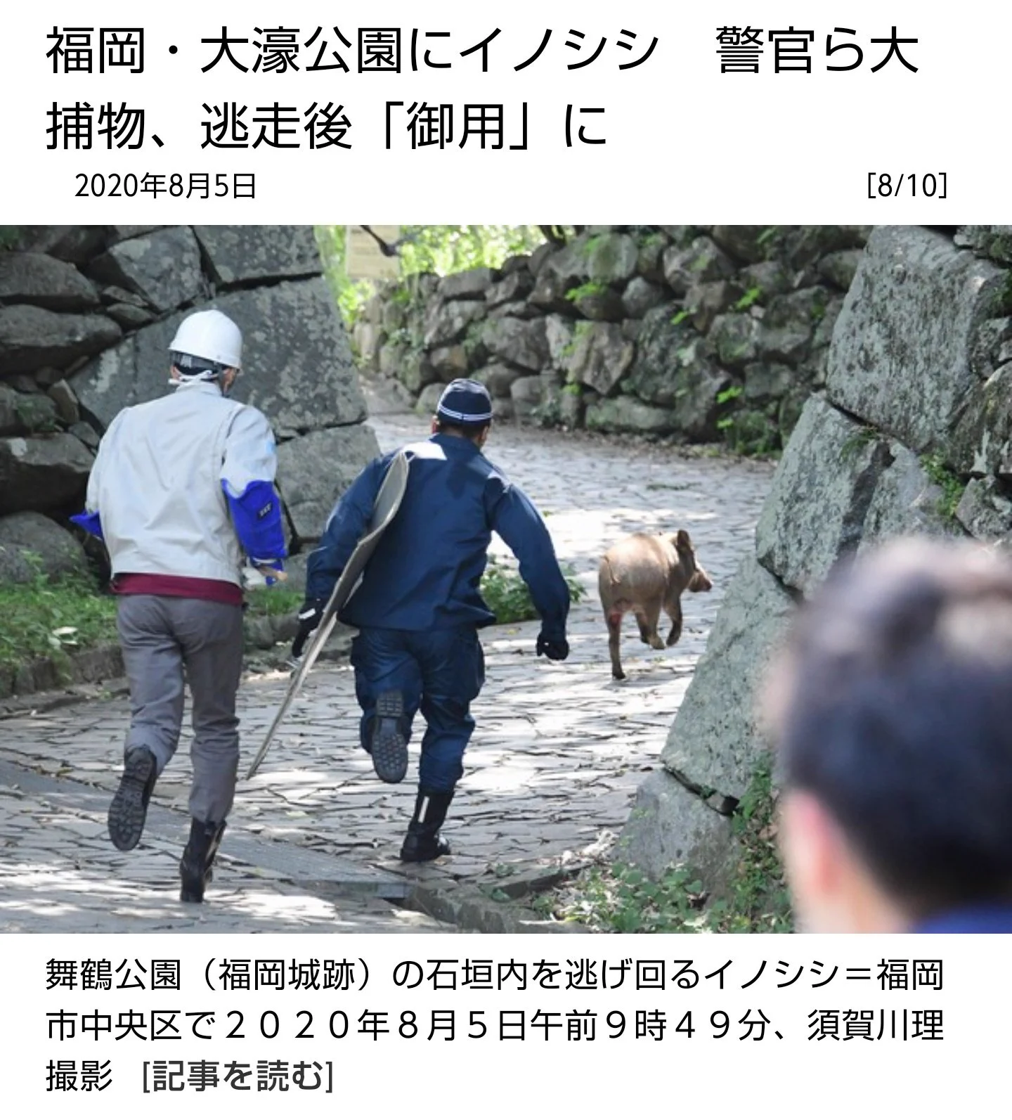 猪が逃走！決死の捕獲劇を撮影したカメラマンが凄くて気になる!？