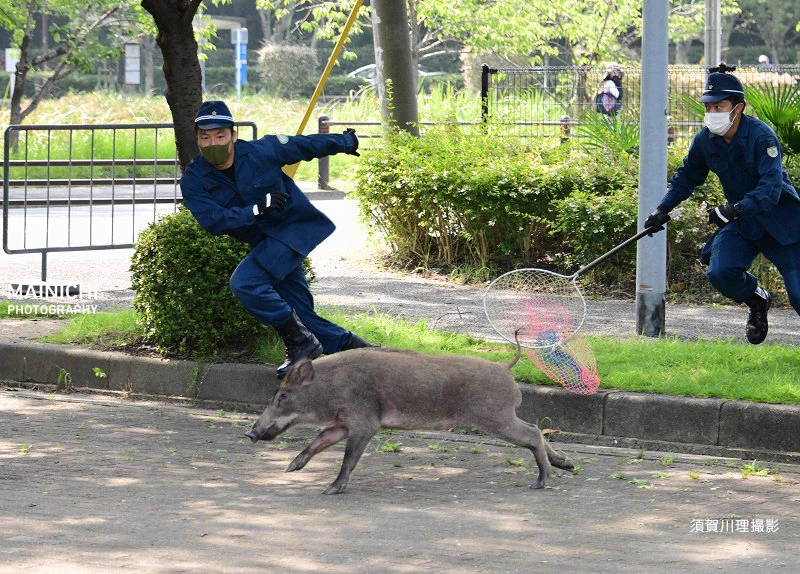 猪が逃走！決死の捕獲劇を撮影したカメラマンが凄くて気になる!？